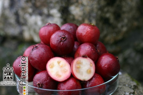 Guayabo fresa - Strawberry Guava - Guaiabo fresa (Psidium cattleianum) >> Guayabo fresa (Psidium cattleianum) - Interior y exterior del fruto.jpg